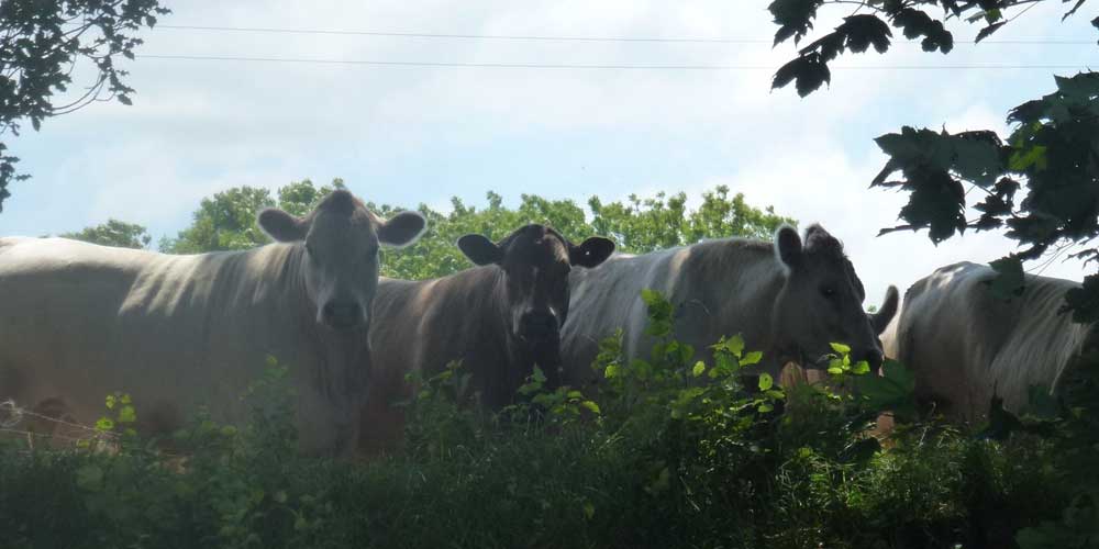 Aberhyddnant Cows