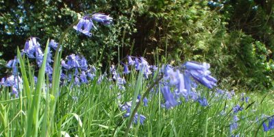 Brecon Blue Bells