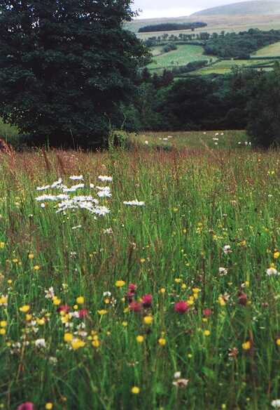 Summer Hay Meadow