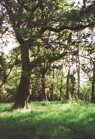 Summer Trees