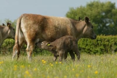 Brown Cow and Calf