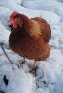 Snowy Hen