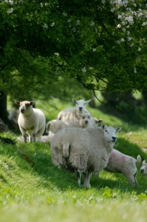 sheep and lambs