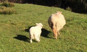 sheep-trekking-brecon-beacons