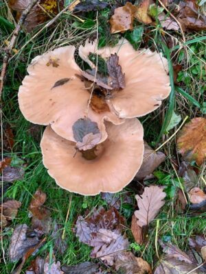 Autumn fungi