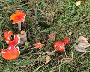 Autumn toodstool
