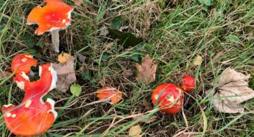 Autumn toodstool