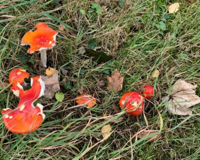 Autumn toodstool