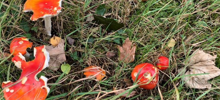Autumn toodstool