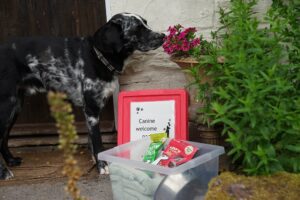 Dog welcome pack